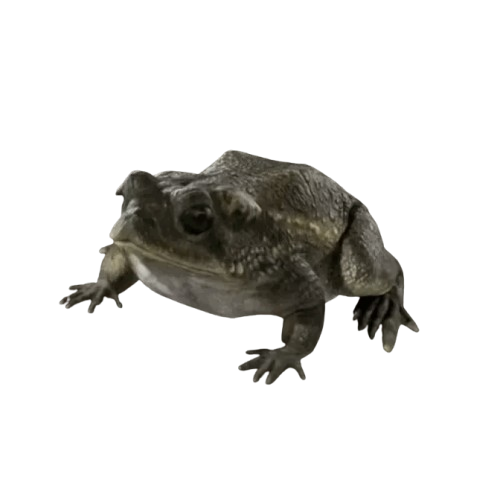 Otton Frog